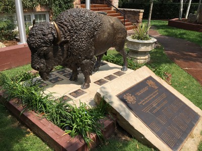 buffalo-with-plaques-2